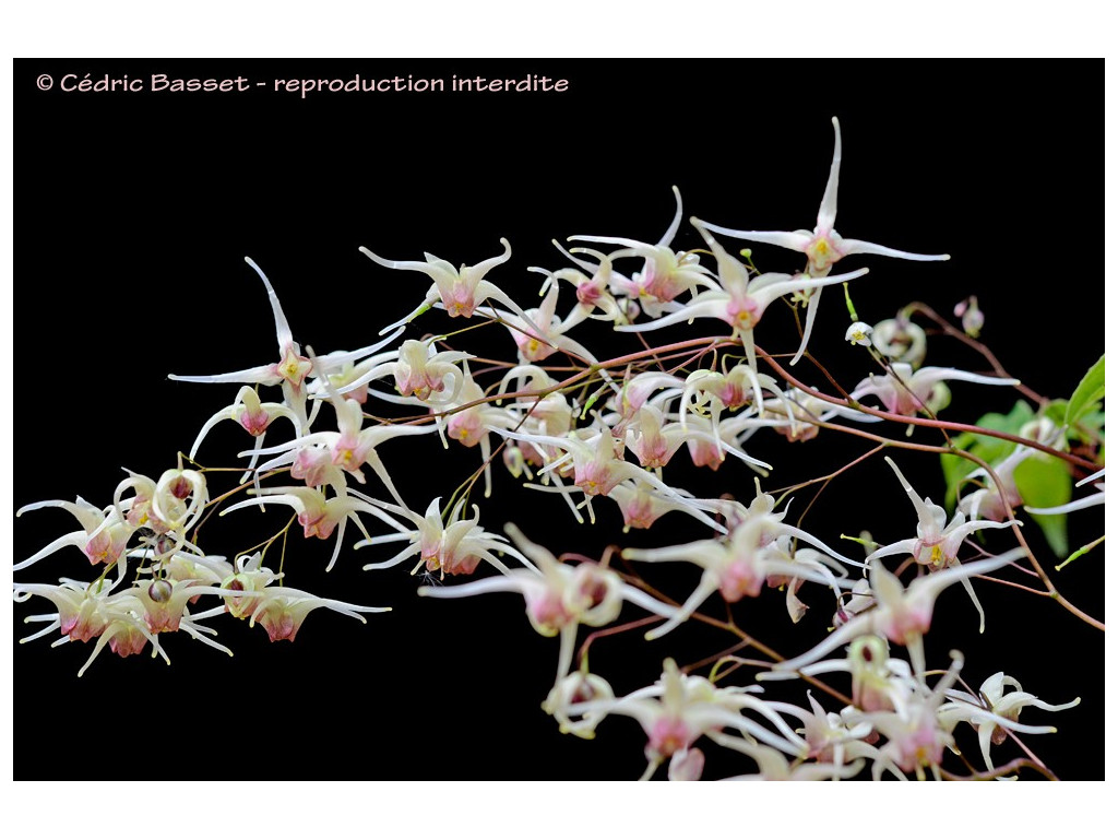 EPIMEDIUM 'DOMINO'