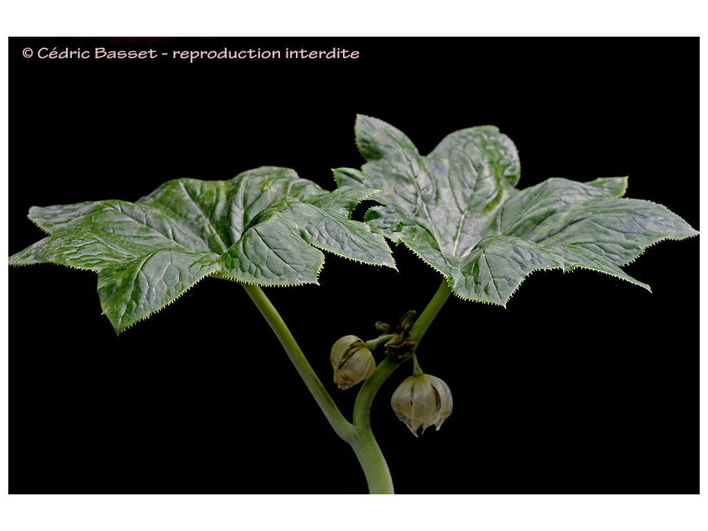 copy of PODOPHYLLUM PLEIANTHUM