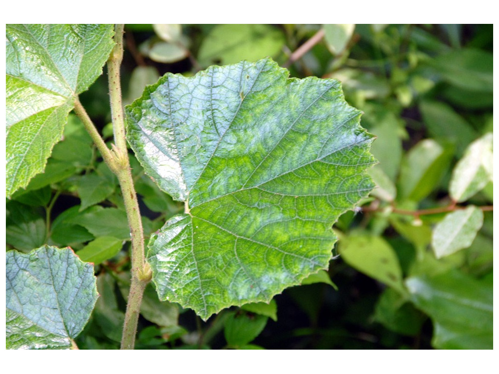 RUBUS SIEBOLDII CBJP