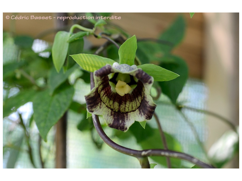 CODONOPSIS LANCEOLATA 'SHIRO CHIRI' CODONOPSIS LANCEOLATA 'SHIRO CHIRI'