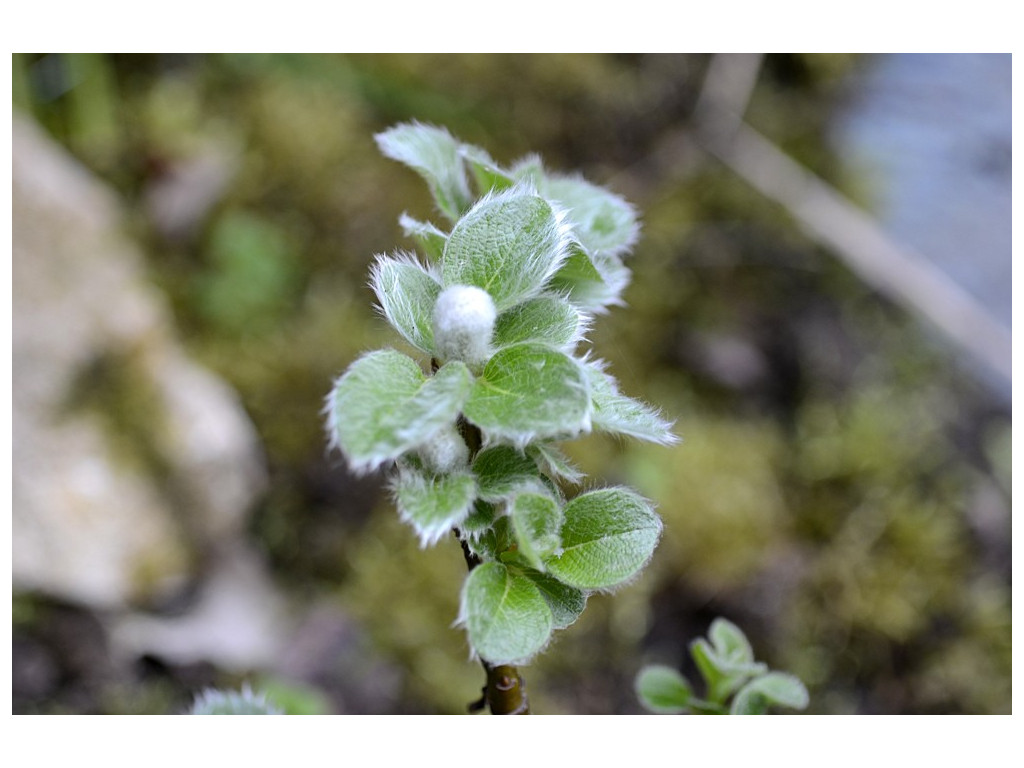 SALIX NAKAMURANA SALIX NAKAMURANA