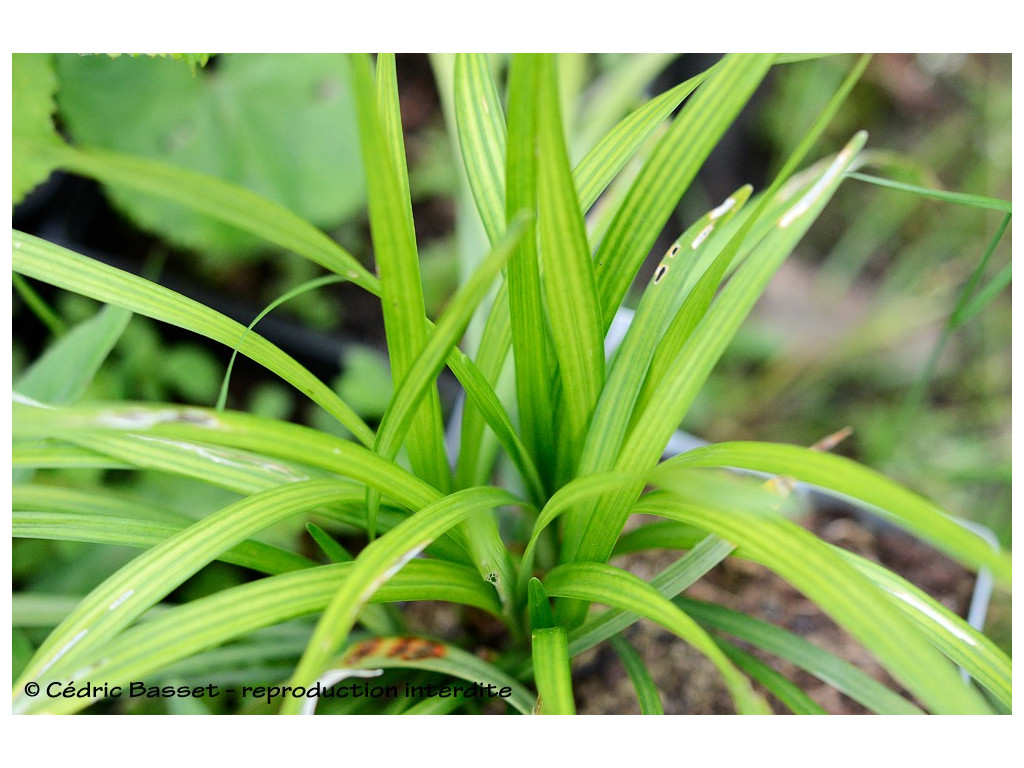LIRIOPE MUSCARI 'INGWERSEN' LIRIOPE MUSCARI 'INGWERSEN'
