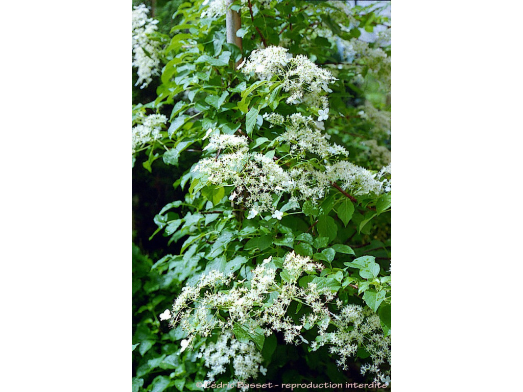 copy of HYDRANGEA PETIOLARIS var.MINOR BSWJ5991