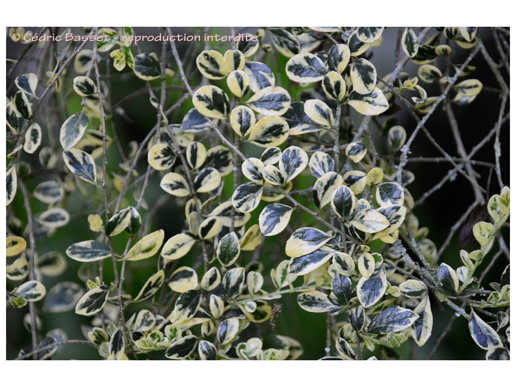 AZARA MICROPHYLLA 'VARIEGATA' AZARA MICROPHYLLA 'VARIEGATA'