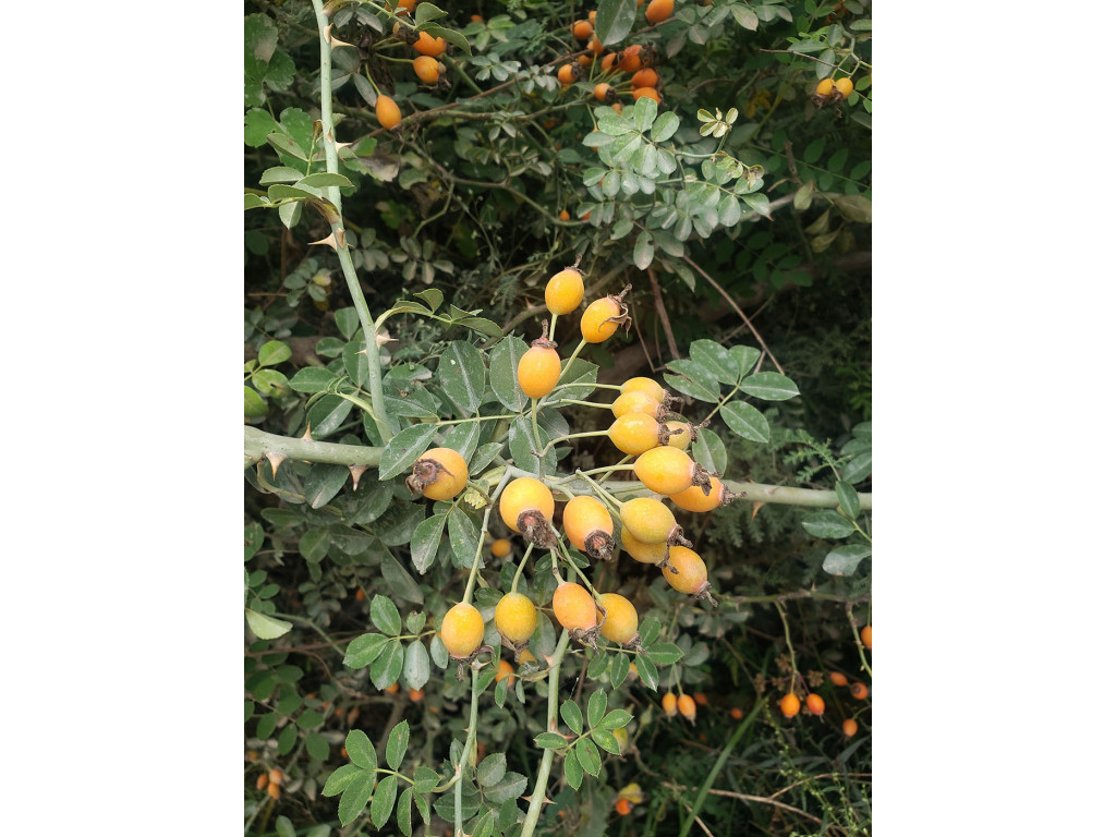 ROSA sp. Chine (grimpant)