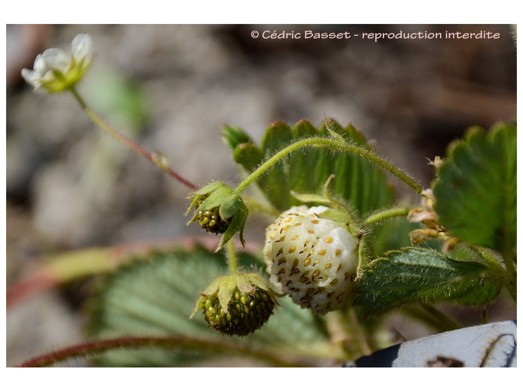 FRAGARIA NILGERRENSIS CH5697 FRAGARIA NILGERRENSIS CH5697