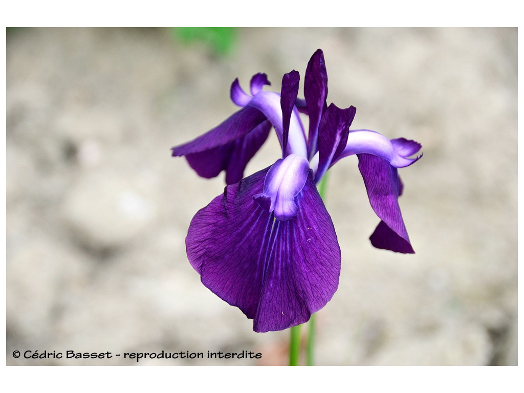 IRIS ENSATA 'NAGAI BENISUZUME' IRIS ENSATA 'NAGAI BENISUZUME'