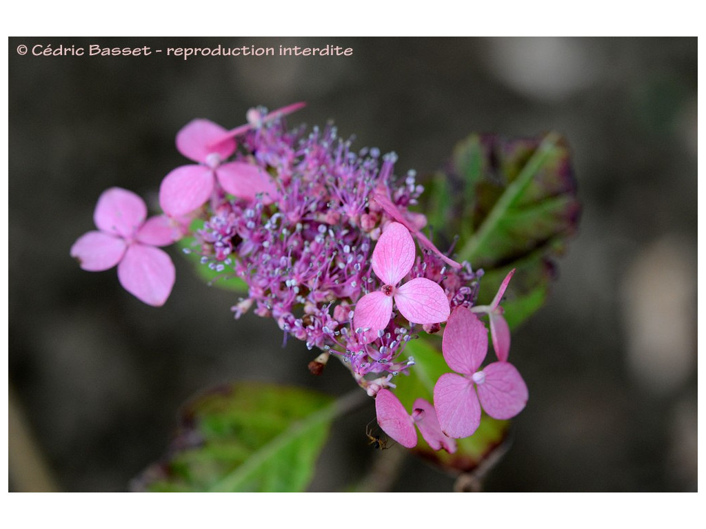 copy of HYDRANGEA SERRATA 'IYO UZU KAORI'