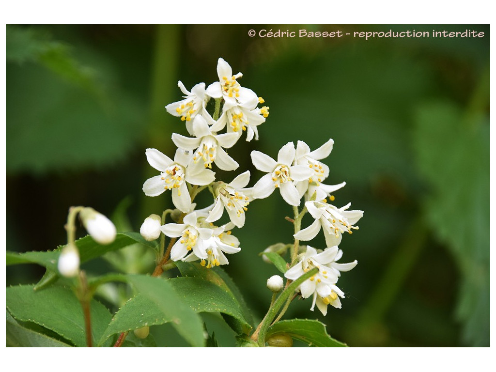 DEUTZIA ACSN5919 DEUTZIA ACSN5919