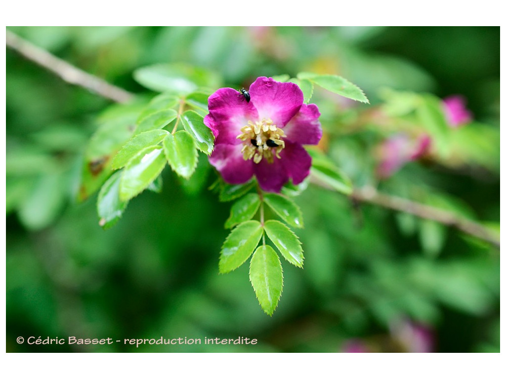 ROSA PRATTII CBCH438 ROSA PRATTII CBCH438