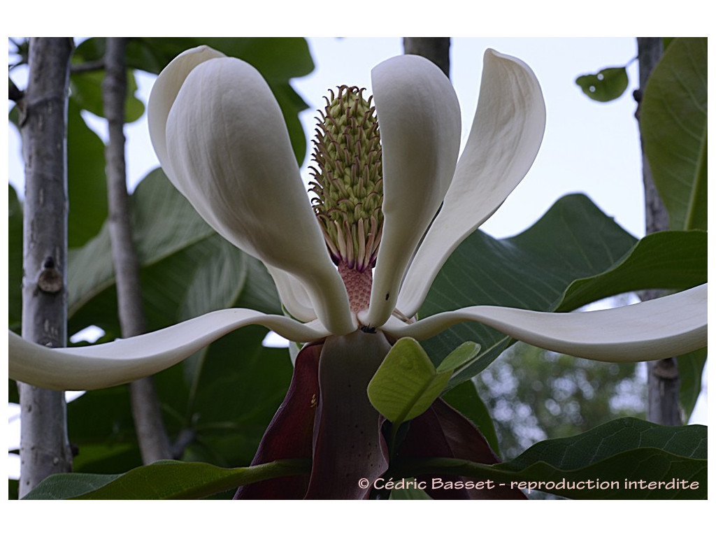 MAGNOLIA OFFICINALIS