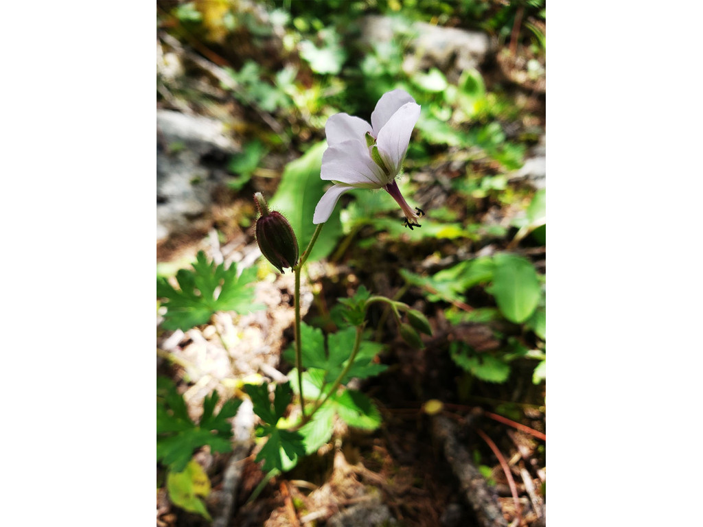 GERANIUM REFRACTUM CH5950 GERANIUM REFRACTUM CH5950