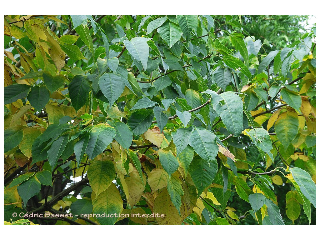 FRAXINUS RHYNCHOPHYLLA
