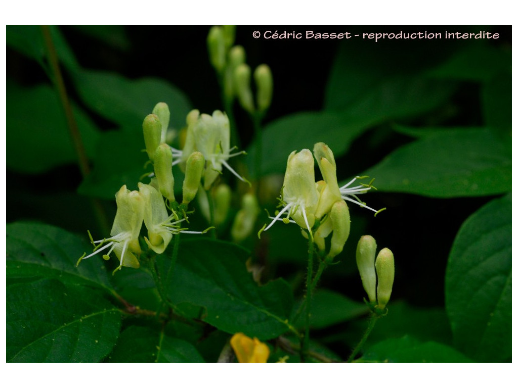 LONICERA CHRYSANTHA var.LONGIPES RU732 LONICERA CHRYSANTHA var.LONGIPES RU732