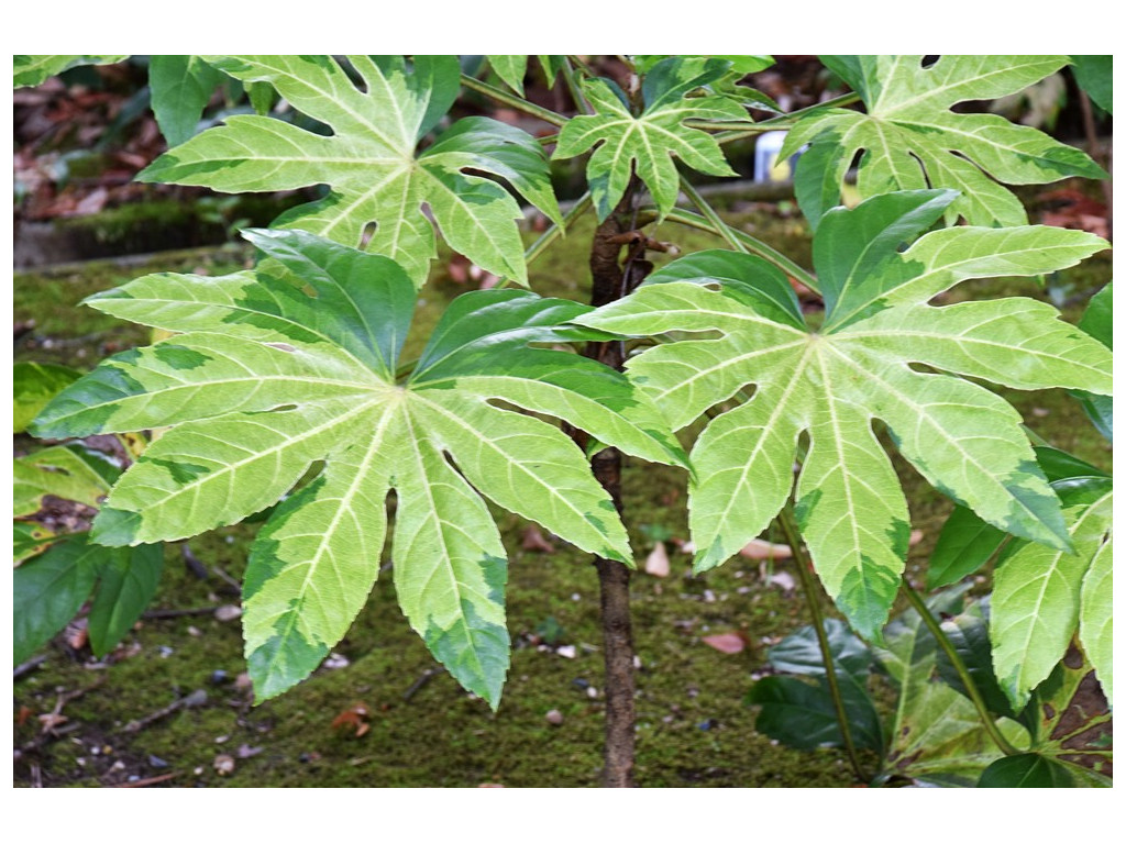 FATSIA JAPONICA 'MURAKUMO NISHIKI' FATSIA JAPONICA 'MURAKUMO NISHIKI'