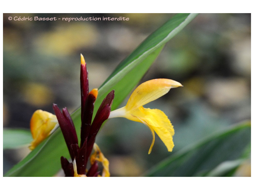 CAUTLEYA SPICATA W/O-9090 CAUTLEYA SPICATA W/O-9090