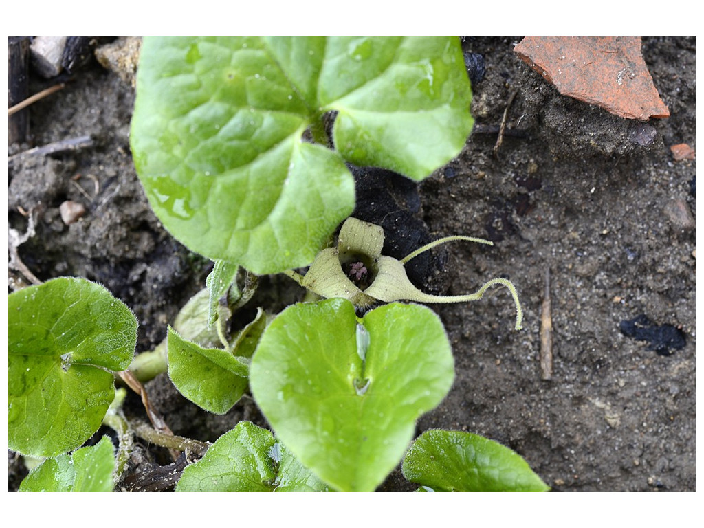 ASARUM CAUDATUM 'ALBUM'