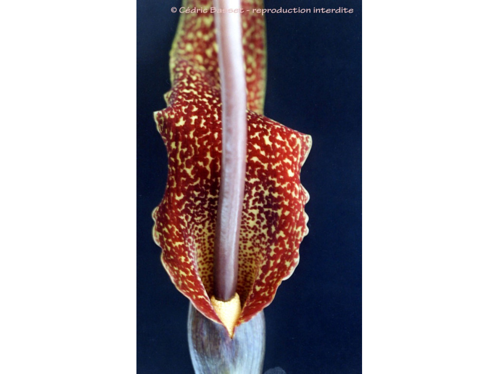 TYPHONIUM VENOSUM 'INDIAN GIANT' TYPHONIUM VENOSUM 'INDIAN GIANT'