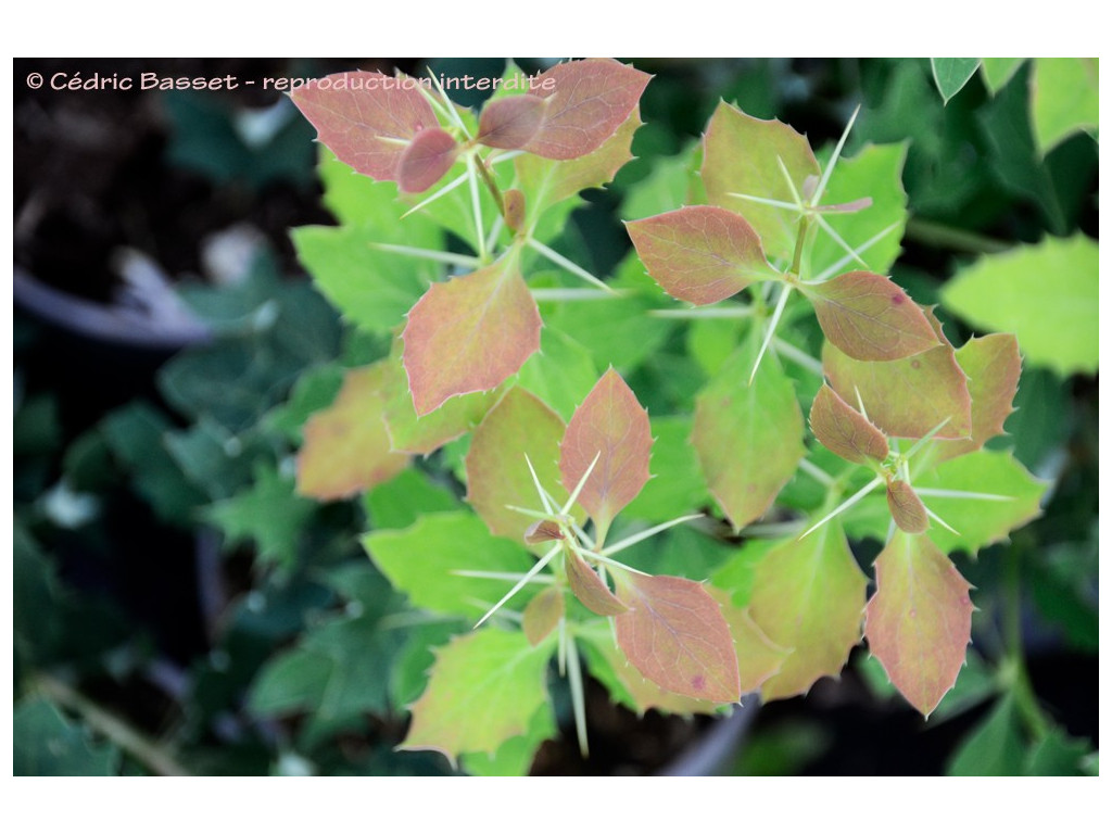 BERBERIS sp. BERBERIS sp.