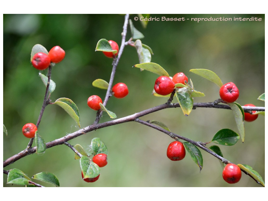 COTONEASTER KINGDONII CH4471