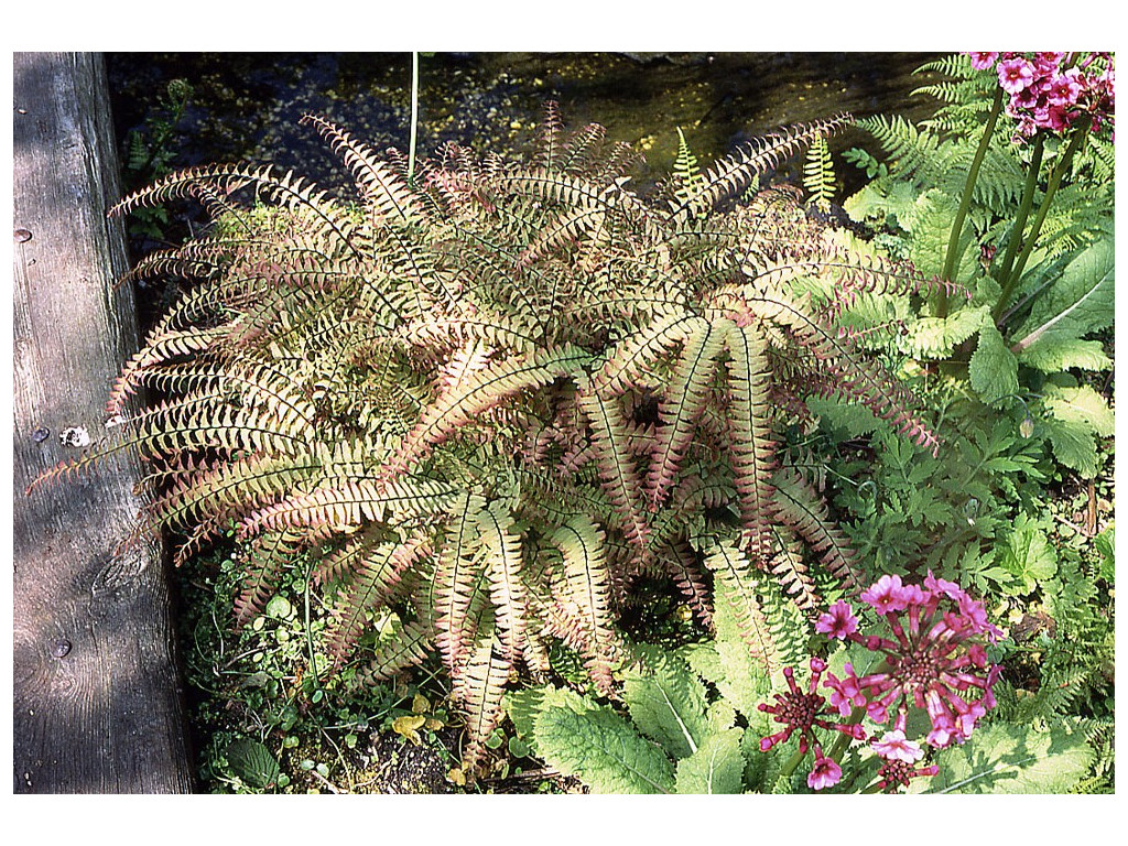ADIANTUM PEDATUM