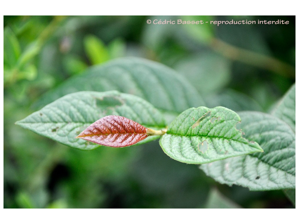 COTONEASTER CORNIFOLIUS Ogisu 93330 COTONEASTER CORNIFOLIUS Ogisu 93330
