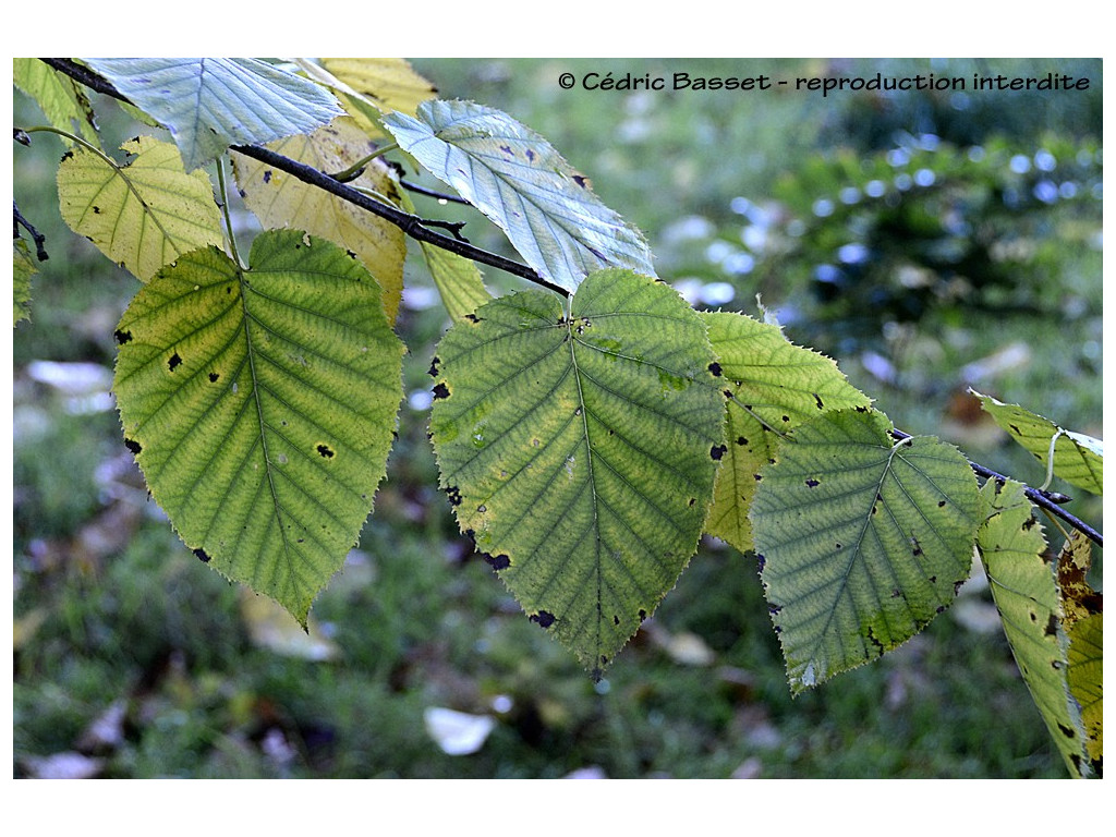 BETULA MAXIMOWICZIANA