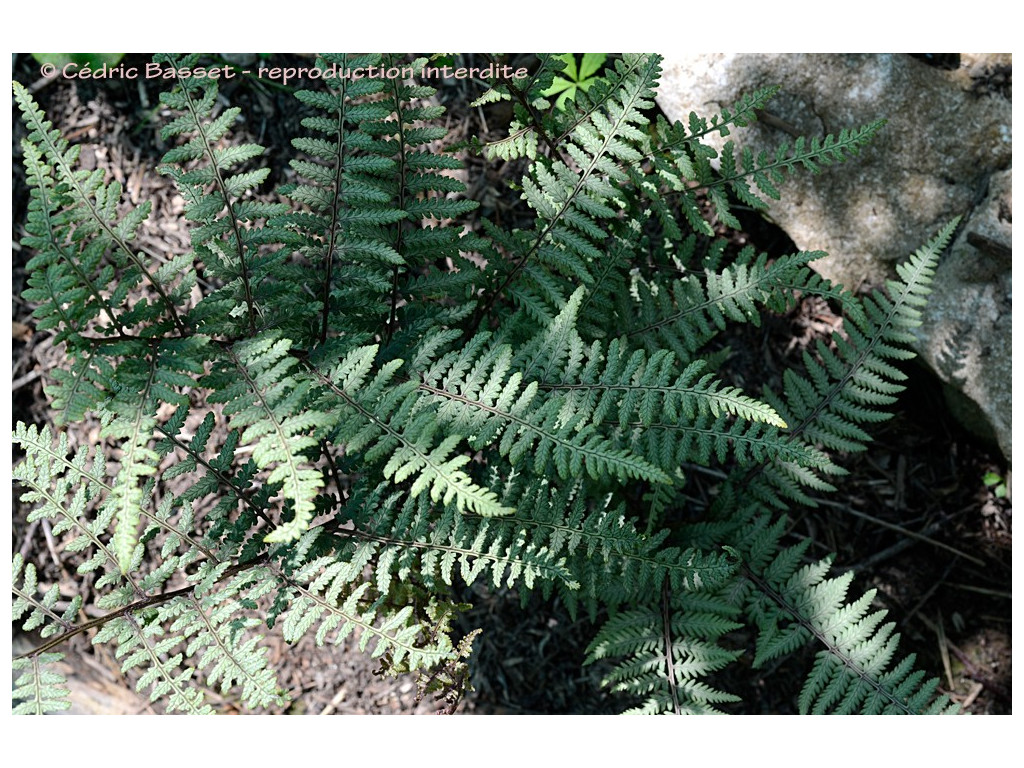 ATHYRIUM 'GHOST' ATHYRIUM 'GHOST'