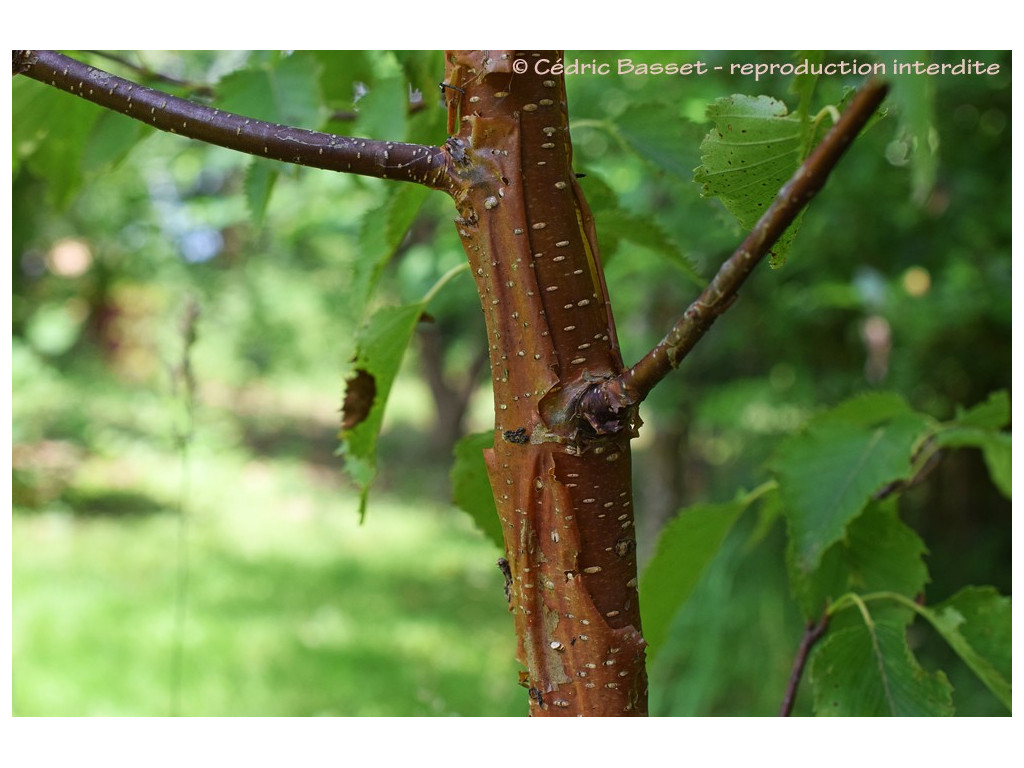 BETULA ERMANII 'HAKKODA ORANGE' BETULA ERMANII 'HAKKODA ORANGE'