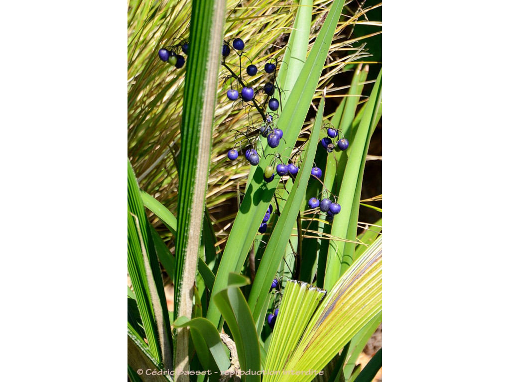DIANELLA REVOLUTA DIANELLA REVOLUTA