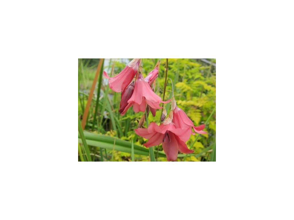DIERAMA DRACOMONTANUM DIERAMA DRACOMONTANUM