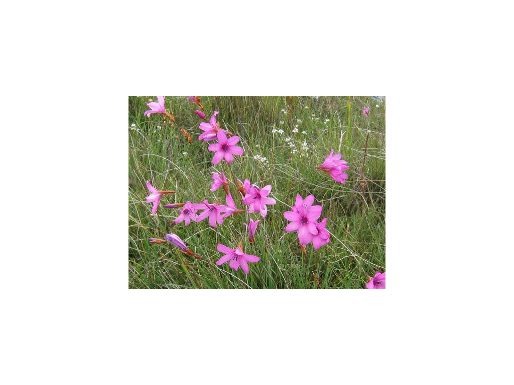 DIERAMA TRICHORHIZUM DIERAMA TRICHORHIZUM