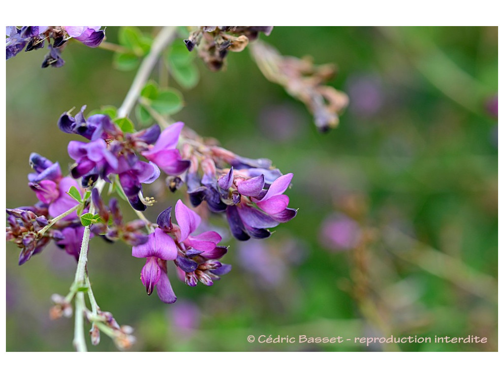 LESPEDEZA BICOLOR LESPEDEZA BICOLOR