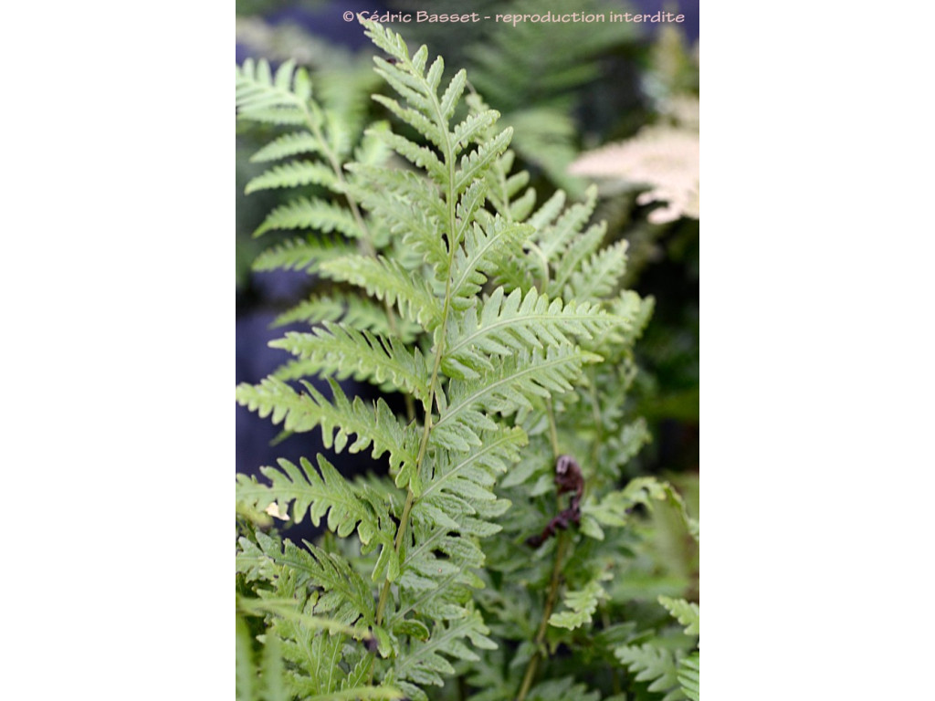 WOODWARDIA FIMBRIATA WOODWARDIA FIMBRIATA