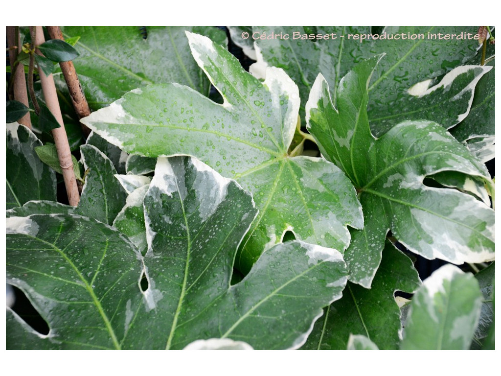 copy of FATSIA JAPONICA 'MURAKUMO NISHIKI' copy of FATSIA JAPONICA 'MURAKUMO NISHIKI'