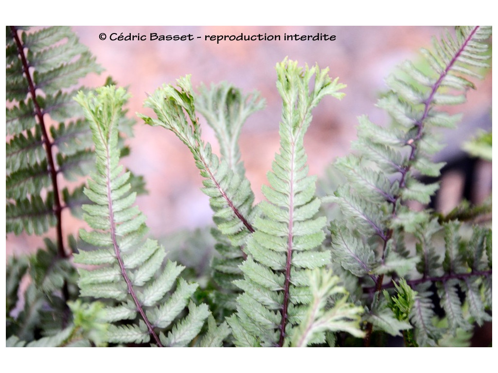 ATHYRIUM NIPONICUM 'CRESTED SURF' ATHYRIUM NIPONICUM 'CRESTED SURF'