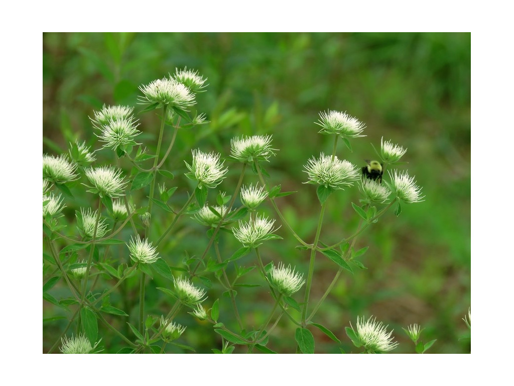 PYCNANTHEMUM FLEXUOSUM PYCNANTHEMUM FLEXUOSUM
