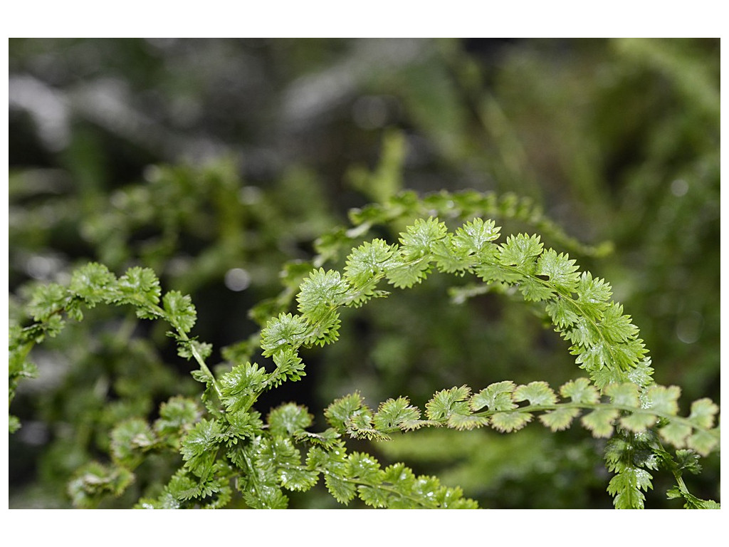 ATHYRIUM FILIX-FEMINA 'FRIZELLIAE'