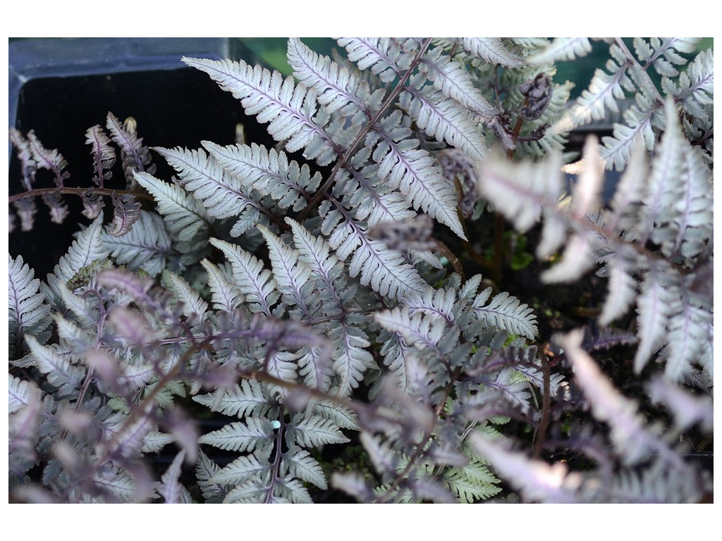 ATHYRIUM NIPONICUM 'RED BEAUTY' ATHYRIUM NIPONICUM 'RED BEAUTY'
