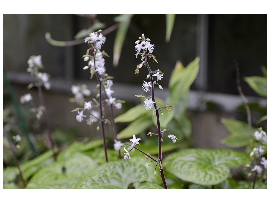 BEESIA DELTOPHYLLA