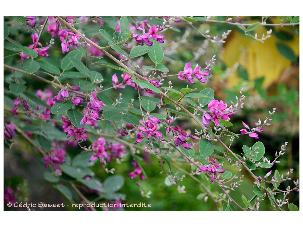 LESPEDEZA LIUKIUENSIS LESPEDEZA LIUKIUENSIS