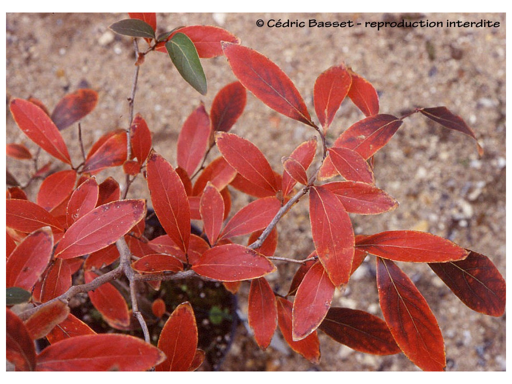 LINDERA ANGUSTIFOLIA LINDERA ANGUSTIFOLIA