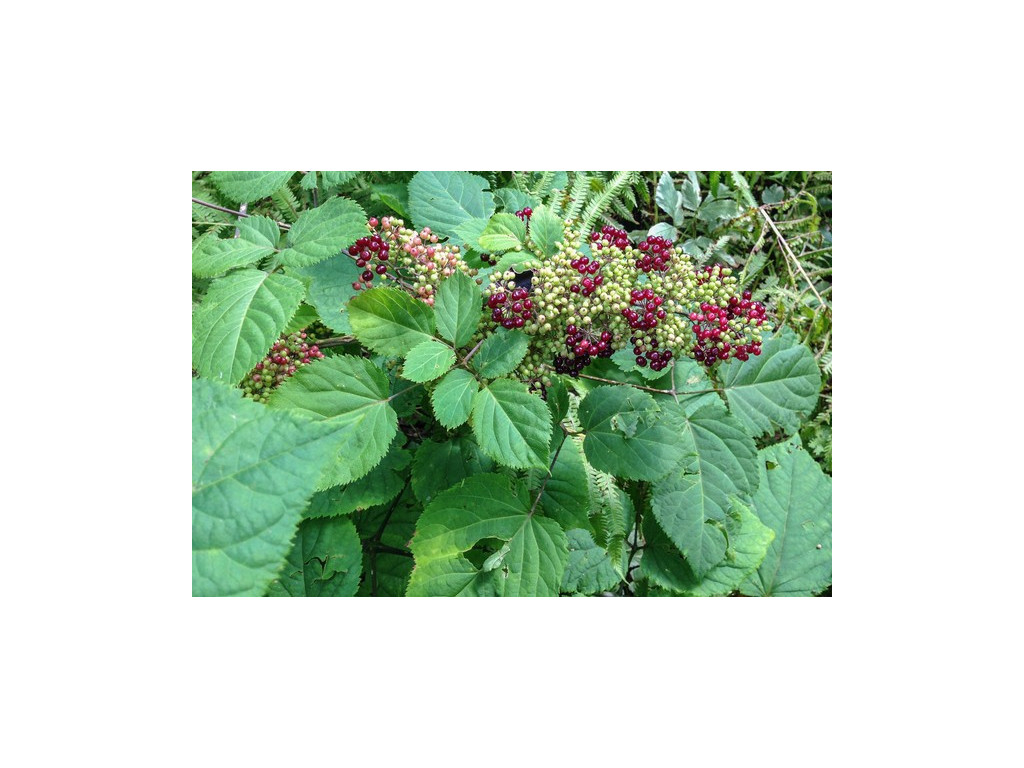 ARALIA RACEMOSA US6370 ARALIA RACEMOSA US6370
