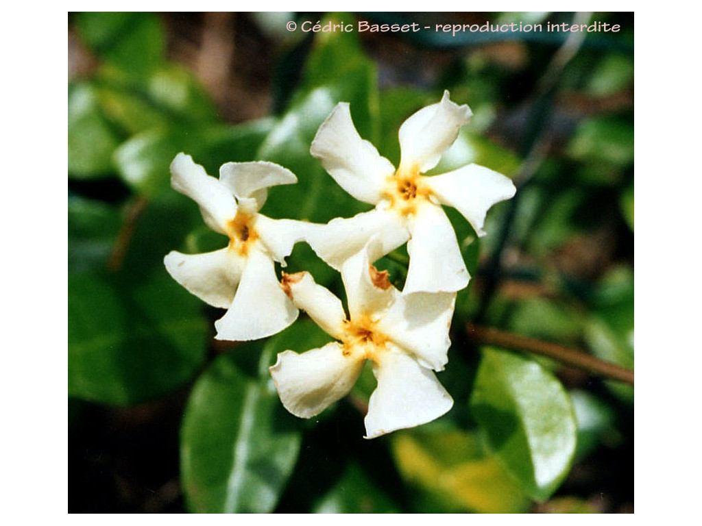 TRACHELOSPERMUM ASIATICUM CBJP