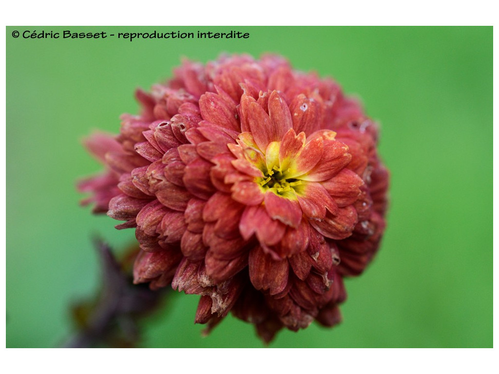 CHRYSANTHEMUM 'JULES LA GRAVEUR' CHRYSANTHEMUM 'JULES LA GRAVEUR'