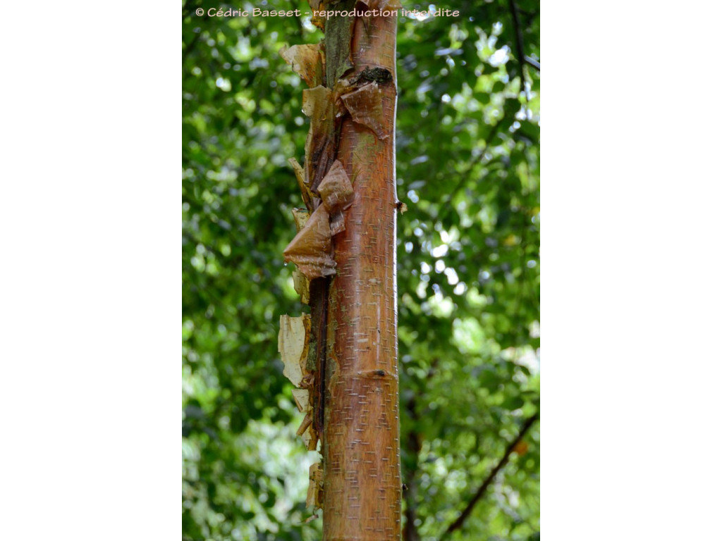 BETULA UTILIS 'NEPALESE ORANGE'