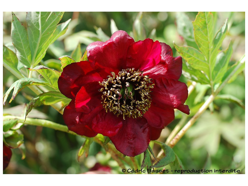 PAEONIA DELAVAYI PAEONIA DELAVAYI