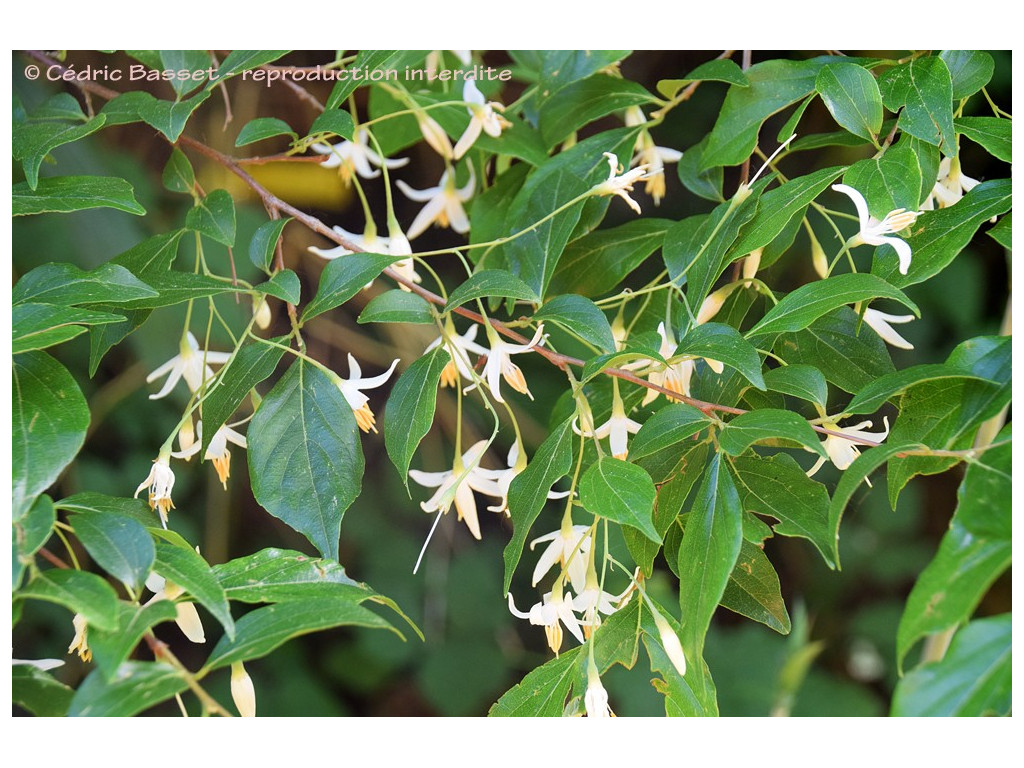 STYRAX FORMOSANA STYRAX FORMOSANA