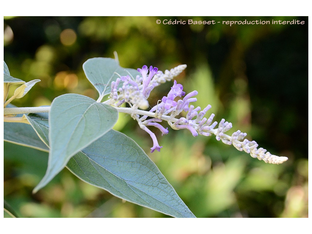 BUDDLEJA MYRIANTHA