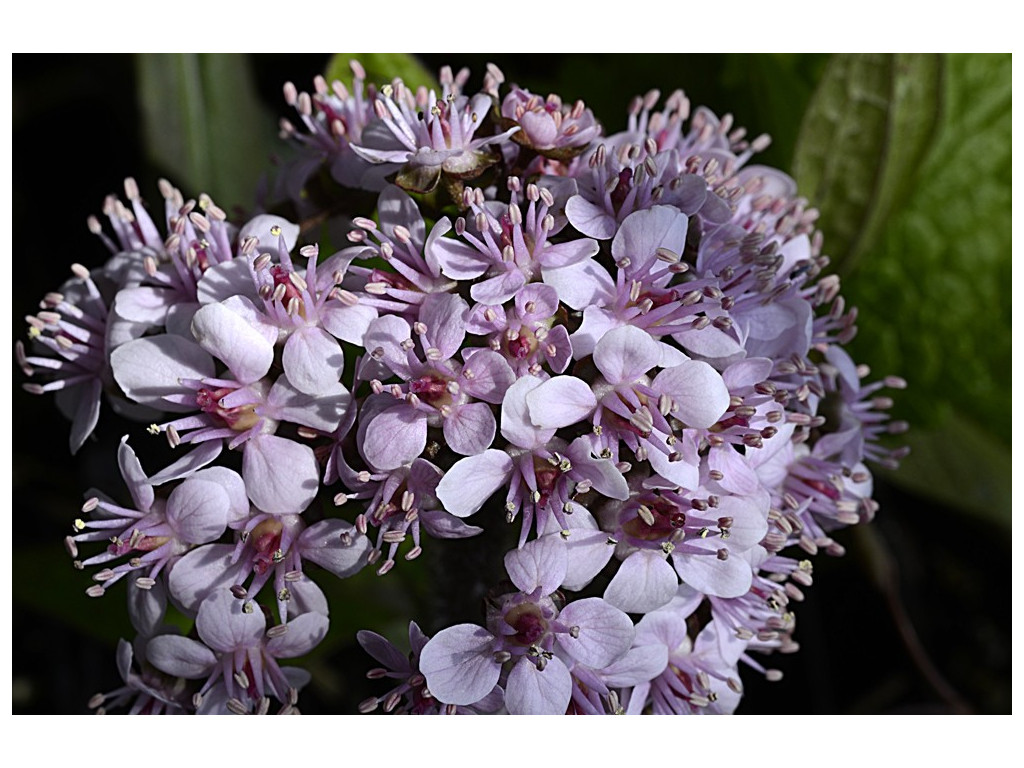DARMERA PELTATA